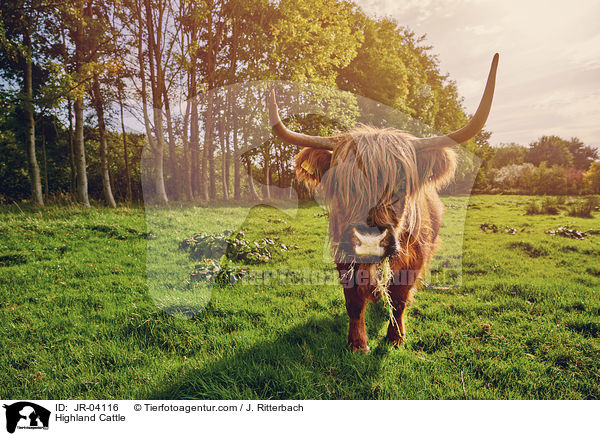 Schottisches Hochlandrind / Highland Cattle / JR-04116
