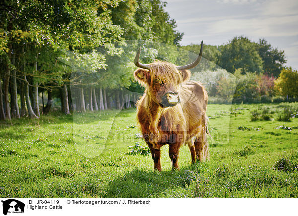 Highland Cattle / JR-04119