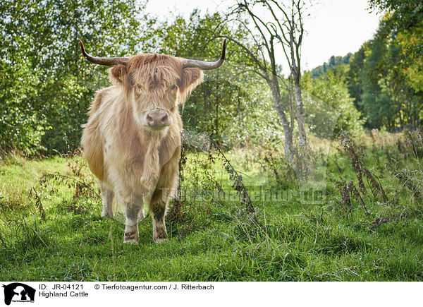Highland Cattle / JR-04121