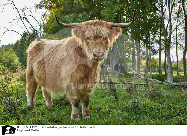 Highland Cattle / JR-04122