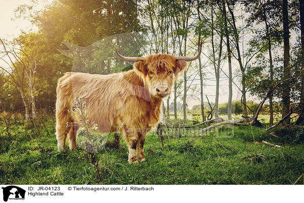 Highland Cattle / JR-04123