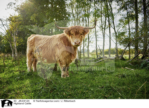 Highland Cattle / JR-04124