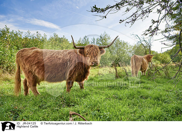 Highland Cattle / JR-04125