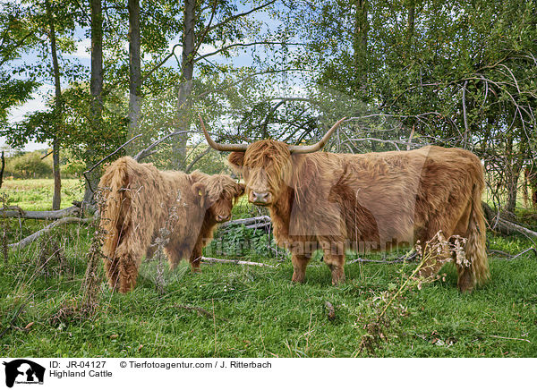 Highland Cattle / JR-04127