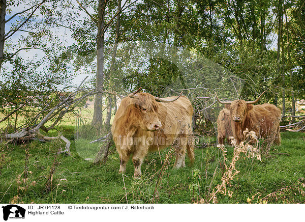 Highland Cattle / JR-04128