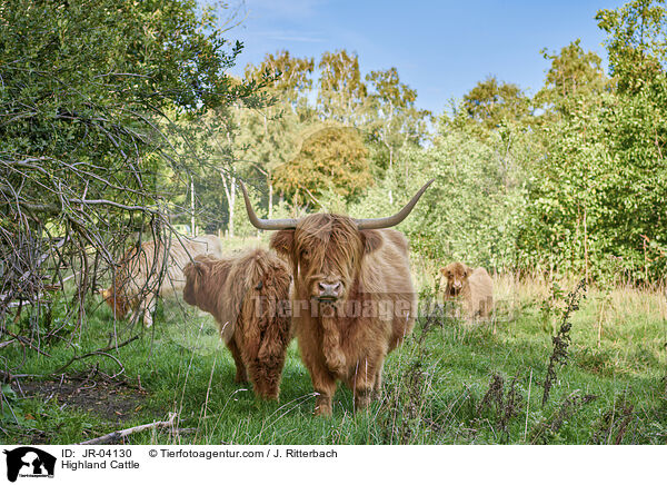 Schottisches Hochlandrind / Highland Cattle / JR-04130