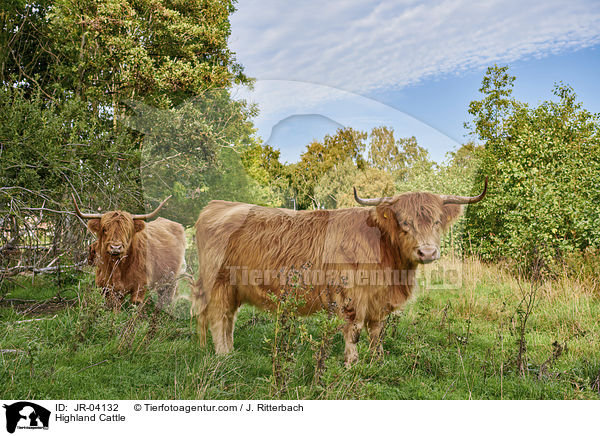 Highland Cattle / JR-04132