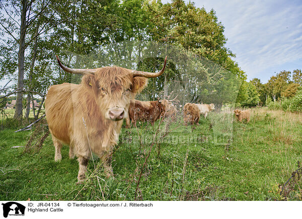 Highland Cattle / JR-04134