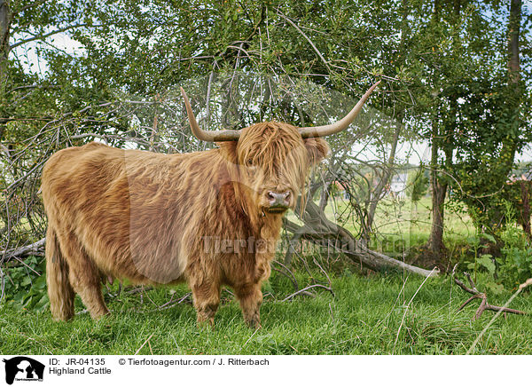 Highland Cattle / JR-04135