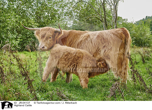 Schottisches Hochlandrind / Highland Cattle / JR-04137