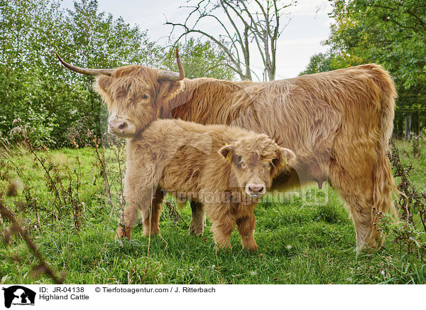 Highland Cattle / JR-04138