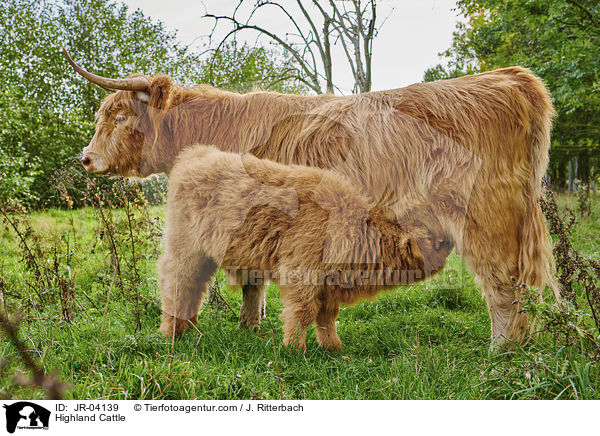 Highland Cattle / JR-04139