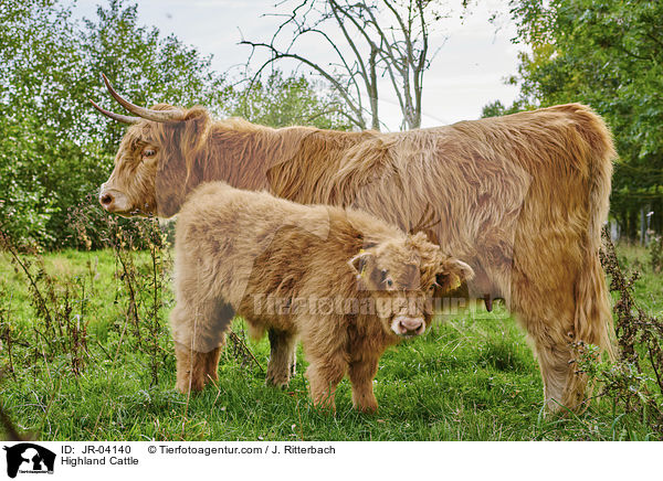 Highland Cattle / JR-04140