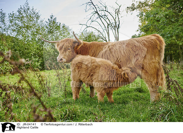 Highland Cattle / JR-04141