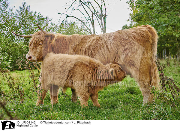 Highland Cattle / JR-04142