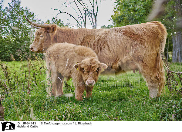 Highland Cattle / JR-04143