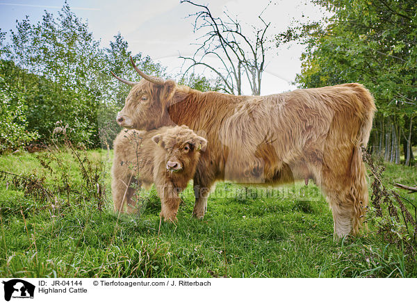 Highland Cattle / JR-04144