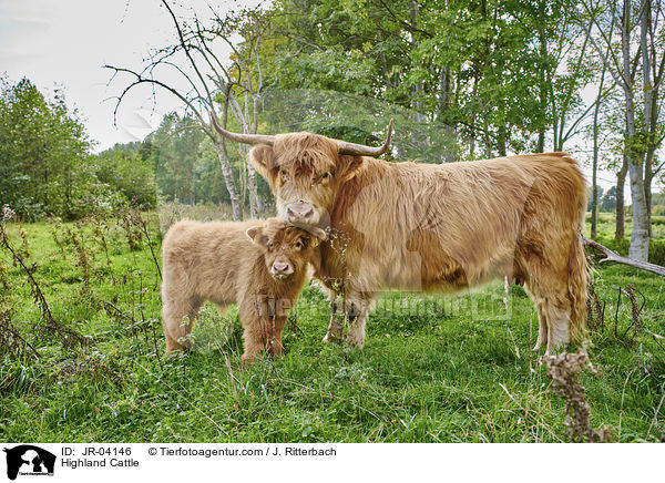 Highland Cattle / JR-04146