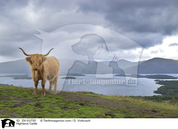 Highland Cattle / DV-03755