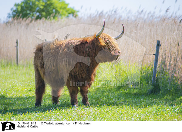 Highland Cattle / FH-01813