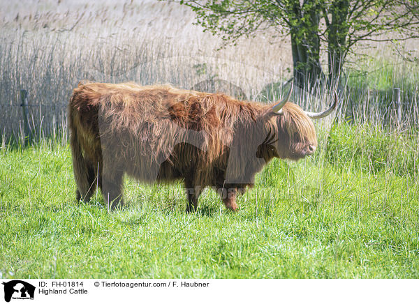 Schottisches Hochlandrind / Highland Cattle / FH-01814