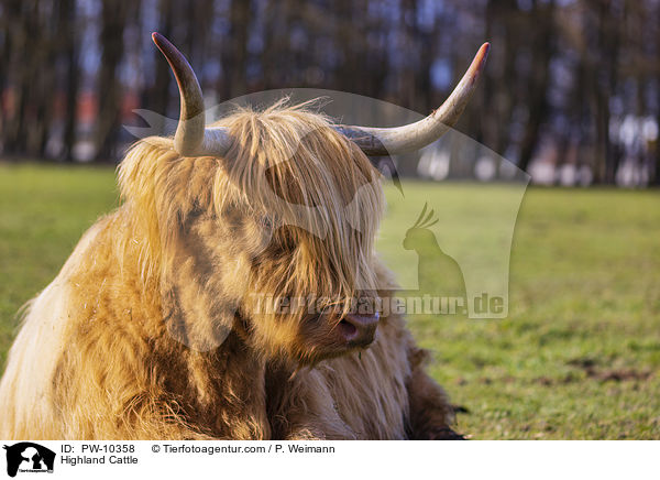 Highland Cattle / PW-10358