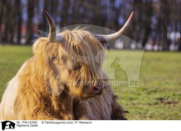 Schottisches Hochlandrind / Highland Cattle / PW-10358