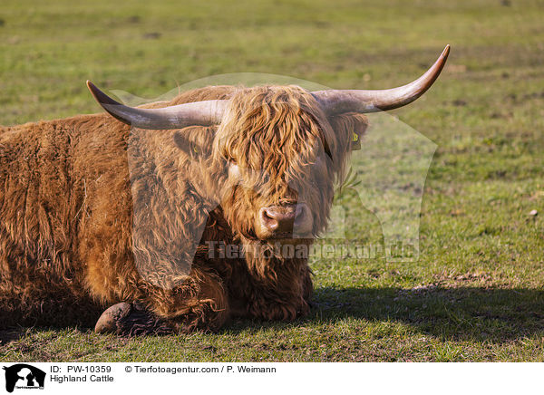 Highland Cattle / PW-10359