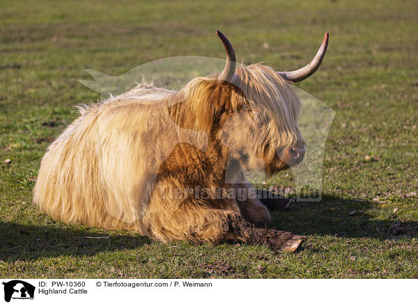 Highland Cattle / PW-10360