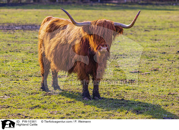 Highland Cattle / PW-10361