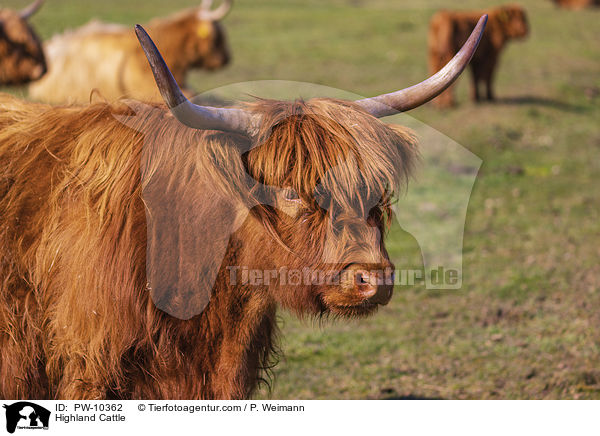 Highland Cattle / PW-10362