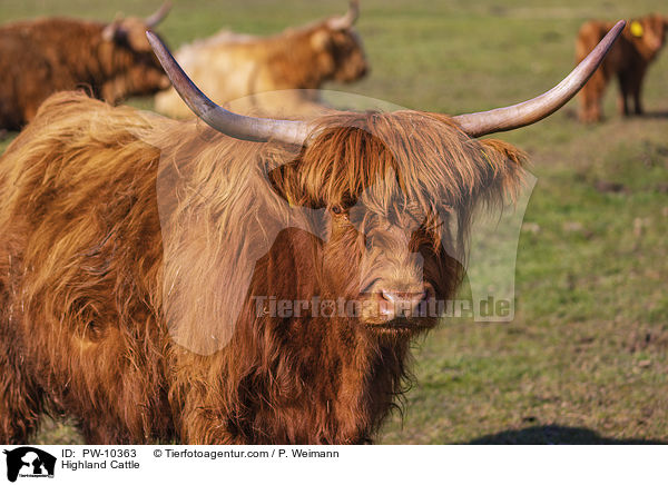 Highland Cattle / PW-10363
