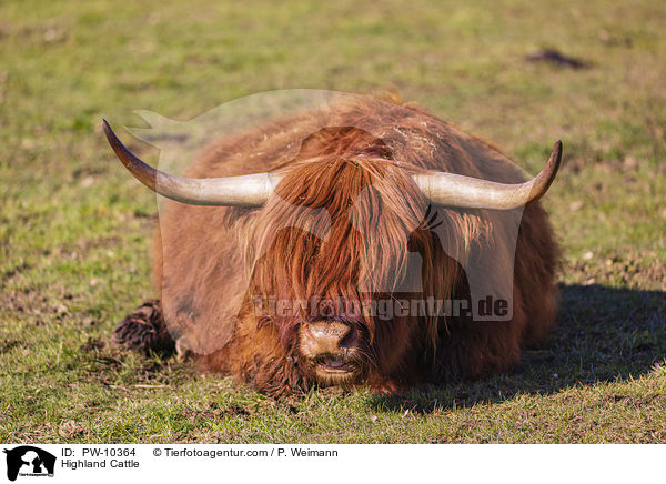 Highland Cattle / PW-10364