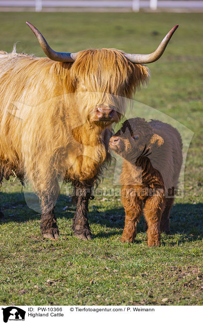 Highland Cattle / PW-10366
