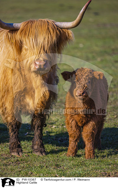 Schottische Hochlandrinder / Highland Cattle / PW-10367