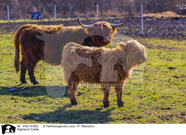 Highland Cattle / PW-10369