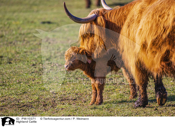 Schottische Hochlandrinder / Highland Cattle / PW-10371