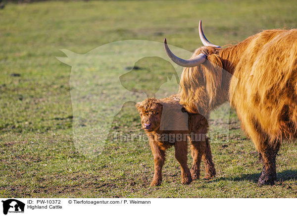 Schottische Hochlandrinder / Highland Cattle / PW-10372