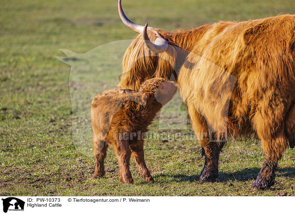 Schottische Hochlandrinder / Highland Cattle / PW-10373