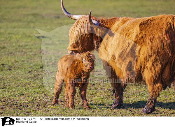 Schottische Hochlandrinder / Highland Cattle / PW-10374