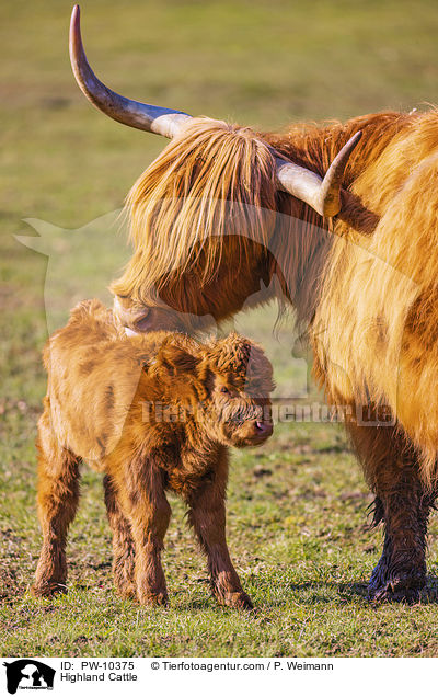 Highland Cattle / PW-10375