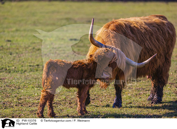 Highland Cattle / PW-10376