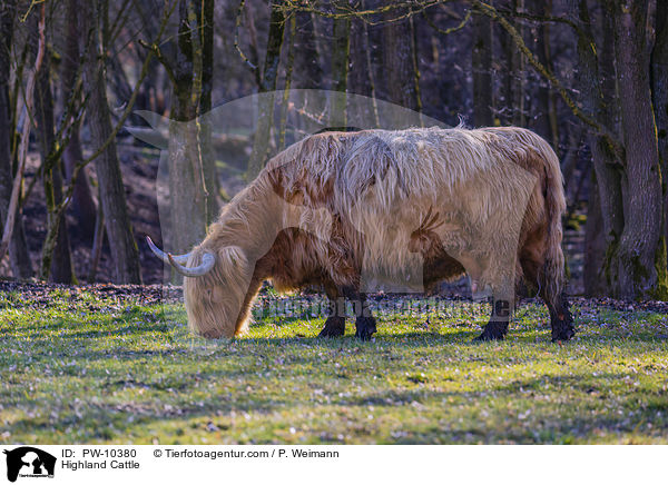 Highland Cattle / PW-10380