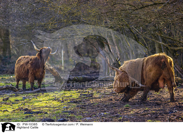 Schottische Hochlandrinder / Highland Cattle / PW-10385