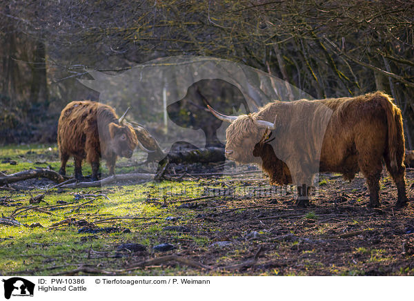 Schottische Hochlandrinder / Highland Cattle / PW-10386