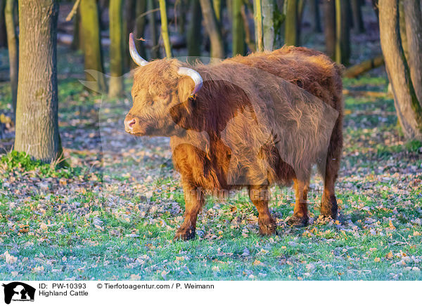 Highland Cattle / PW-10393