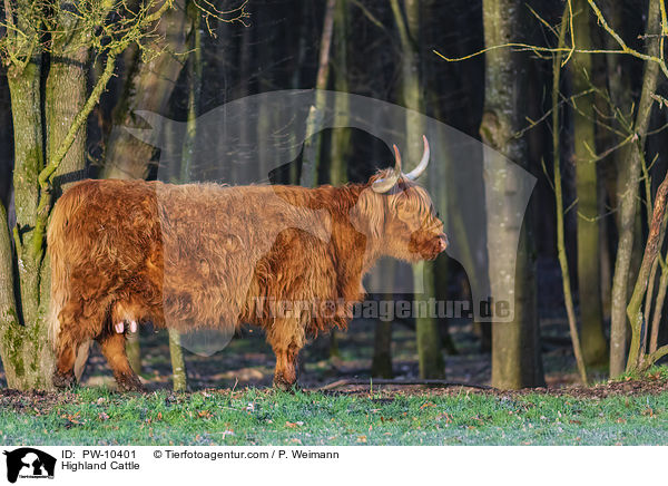 Highland Cattle / PW-10401