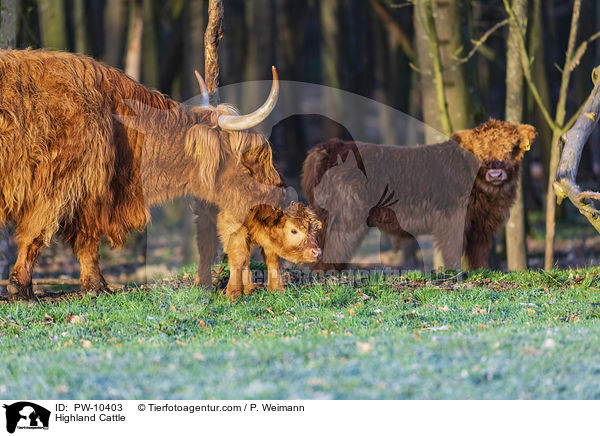 Highland Cattle / PW-10403