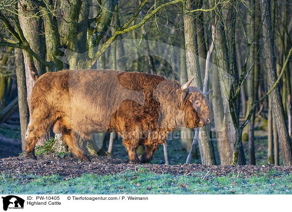 Schottisches Hochlandrind / Highland Cattle / PW-10405
