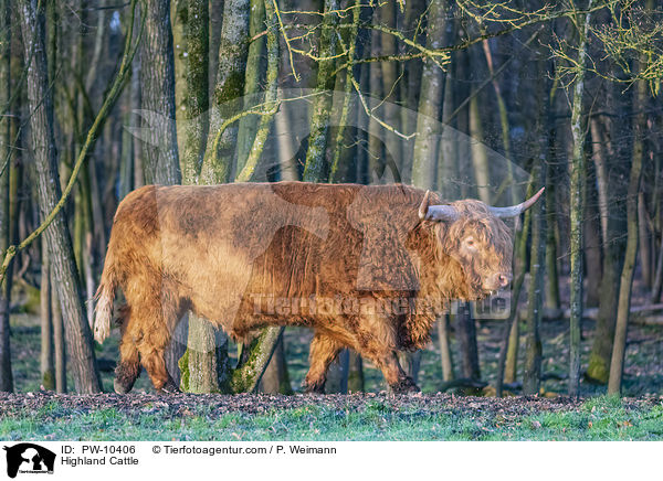 Highland Cattle / PW-10406